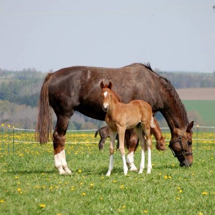 Hengst von Danone I