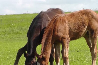 Abfohlsaison 2013 beendet Abfohlsaison 2013 beendet