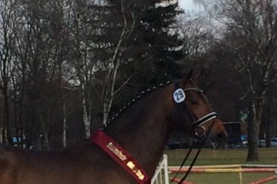 Zwei süddeutsche Prämienhengst 2014 Zwei süddeutsche Prämienhengst 2014