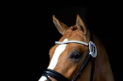 Daily Deal zur Ponykörung zugelassen Daily Deal zur Ponykörung zugelassen