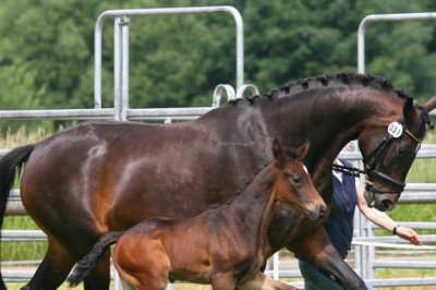 Dt Fohlenchampionat Dt Fohlenchampionat