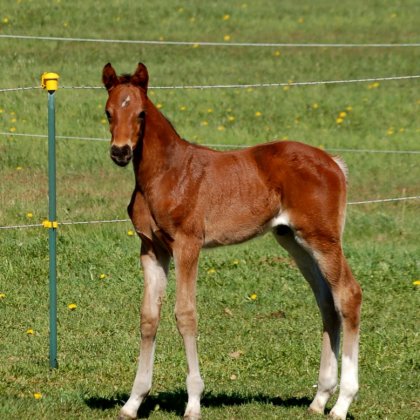 Hengst von Dante's Junior - Florencio I