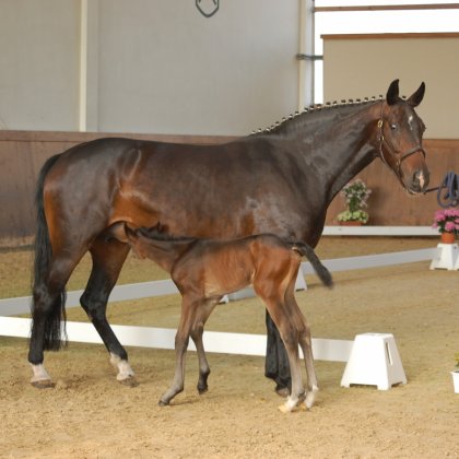 Hengst v. Falihandro