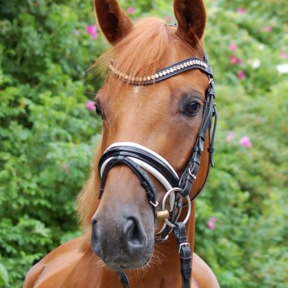 Stute von Don Frederico