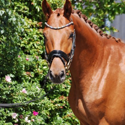 Wallach von My Vitality - Stedinger
