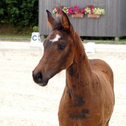 Stute von Don Olymbrio